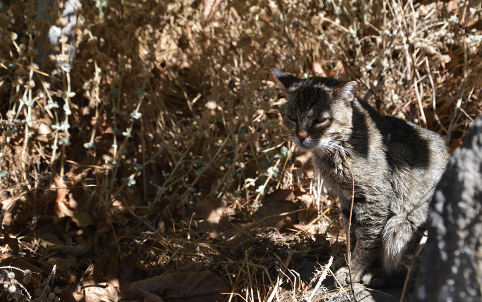 Nisyros cat walking around in the Paleokastro.